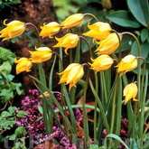 Hectarul - Ladita 400 bulbi de lalea SPECIE TULIPA Sylvestris